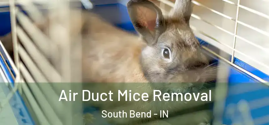 Air Duct Mice Removal South Bend - IN